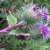 The biennial plant Arctium lappa Linné