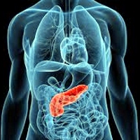 The pancreas